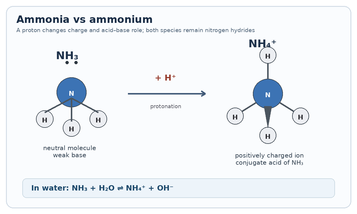 Teaching comparison of ammonia NH3 and ammonium NH4 plus