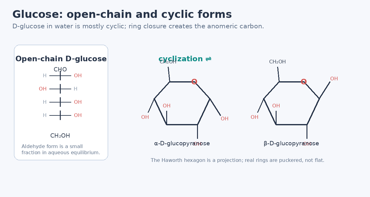 Open chain D glucose compared with alpha and beta D glucopyranose Haworth forms