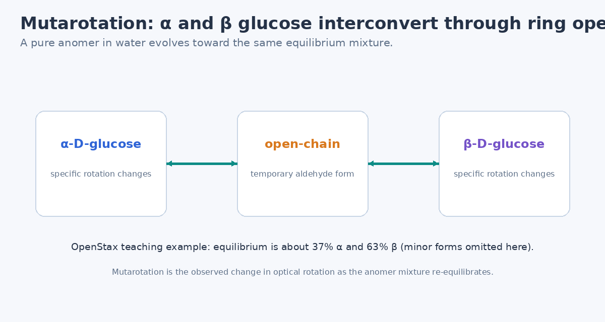 Alpha and beta D glucopyranose interconverting through the open chain form during mutarotation