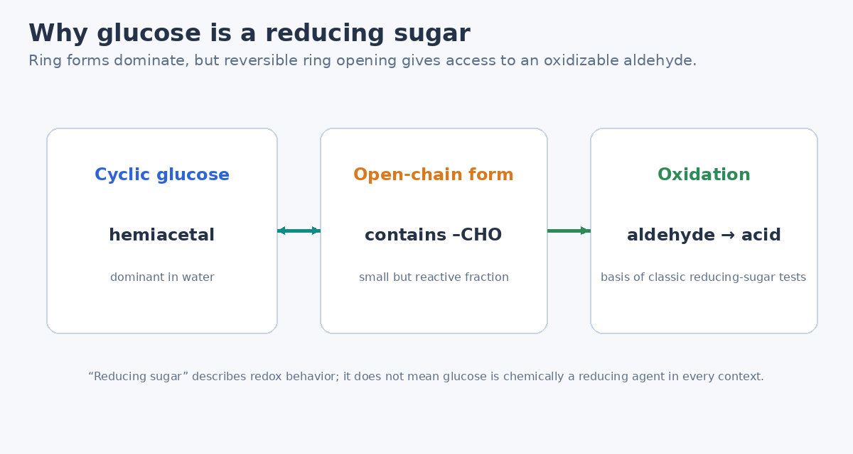 Conceptual explanation of why glucose is a reducing sugar through equilibrium with an open chain aldehyde