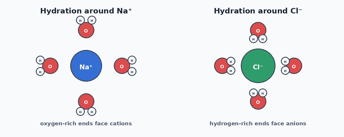 Water orientation around sodium and chloride ions