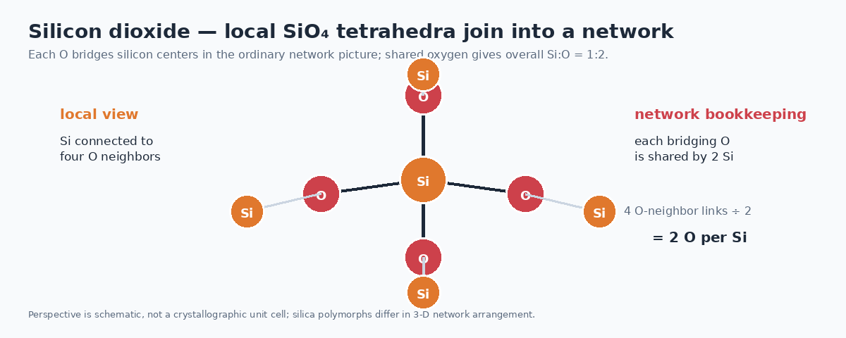 Silicon dioxide network schematic showing local silicon oxygen coordination and shared bridging oxygens
